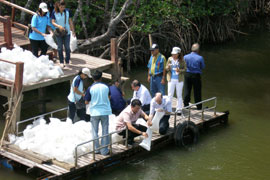 Release of shrimp and sea bass in mangrove area of the local national park